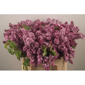 Syringa Per Bunch Lavendel