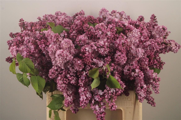 <h4>Syringa Per Bunch Lavendel</h4>