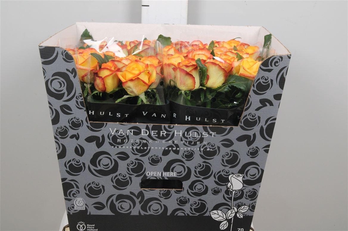 <h4>R Gr Catalunya+</h4>