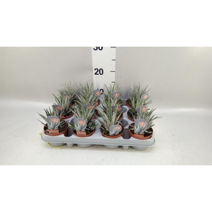 Haworthia fasciata 'Alba'