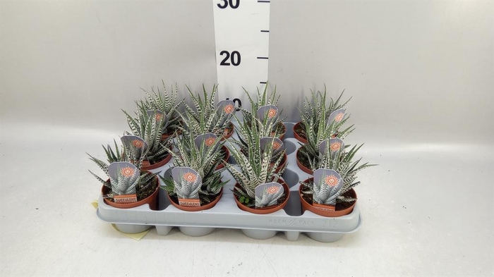 <h4>Haworthia fasciata 'Alba'</h4>