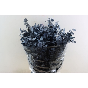 Pres Euca Stuartiana Blue Bunch