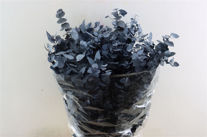 <h4>Pres Euca Stuartiana Blue Bunch</h4>