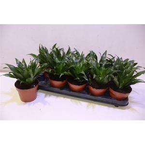 arr8 Dra Comp Compacta