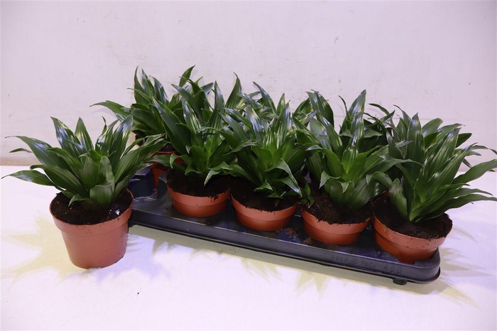 <h4>arr8 Dra Comp Compacta</h4>