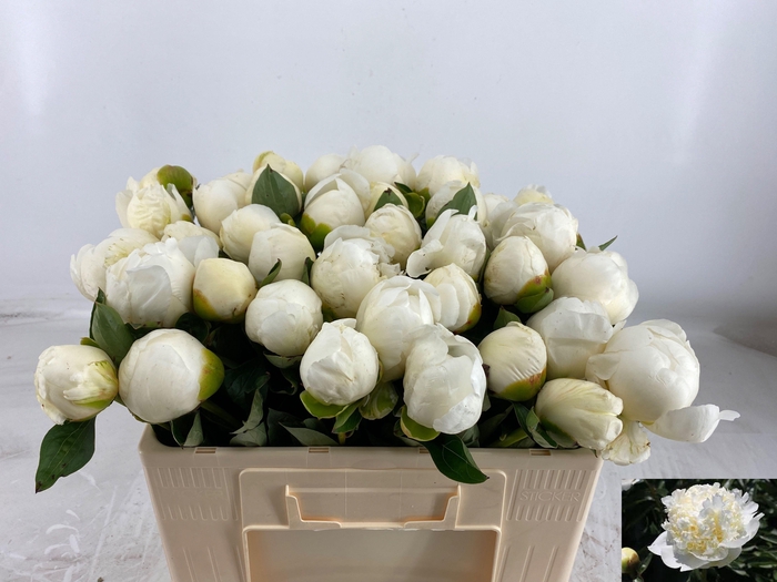 <h4>PAEO L BRIDAL SHOWER</h4>