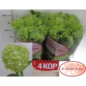 VIBURNUM ROSEUM ST