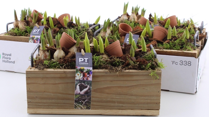 <h4>ARR BOL KNOLGEWAS</h4>