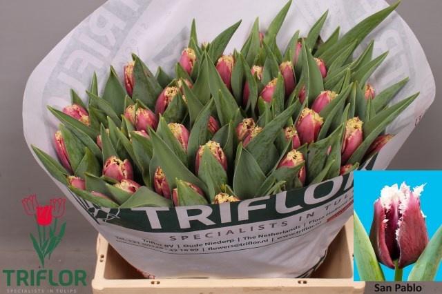 <h4>TU FR SAN PABLO</h4>