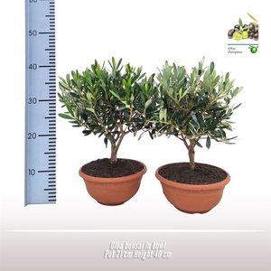 Olea Europaea Bonsai Scale