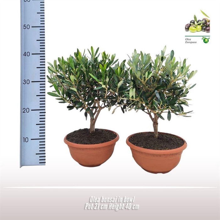 <h4>Olea Europaea Bonsai Scale</h4>