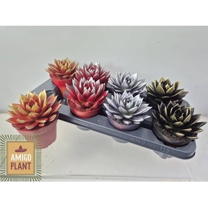 Echeveria Miranda 12Ø 15cm