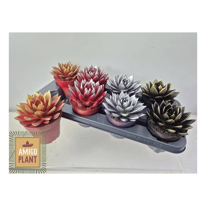 <h4>Echeveria Miranda 12Ø 15cm</h4>