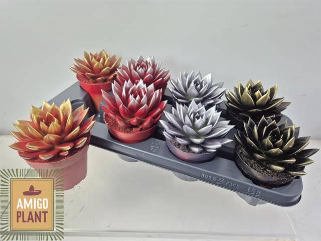 Echeveria Miranda 12Ø 15cm