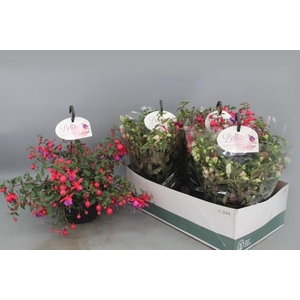 FUCHSIA B F HANG GEM