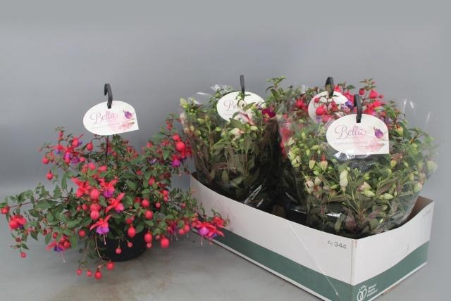 <h4>FUCHSIA B F HANG GEM</h4>