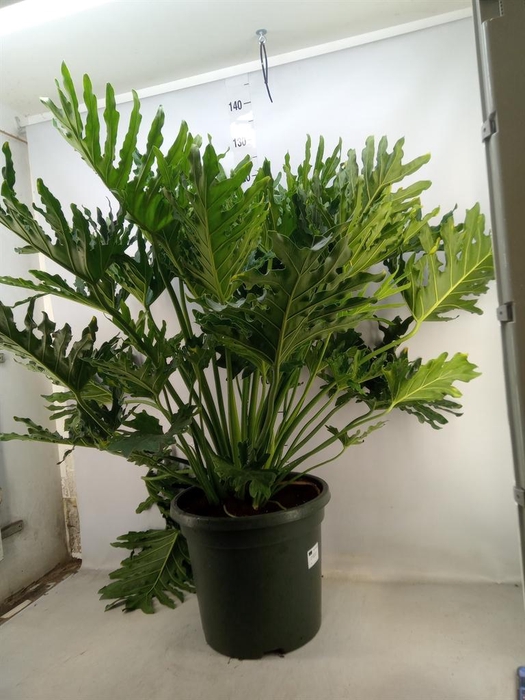 <h4>Philodendron   ...</h4>