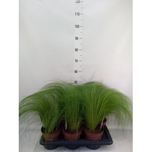 Stipa tenuifolia