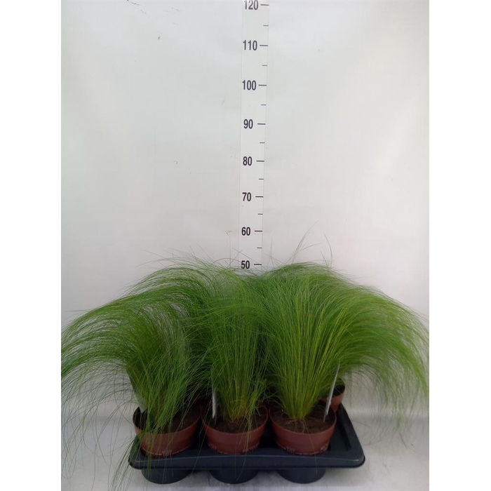 <h4>Stipa tenuifolia</h4>