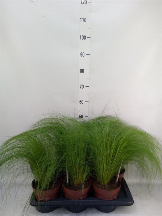 <h4>Stipa tenuifolia</h4>