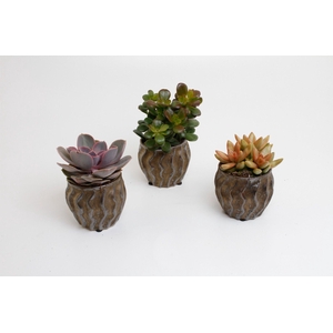 Succulenten Mix in manon keramiek