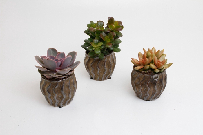 <h4>Succulenten Mix in manon keramiek</h4>