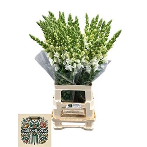 Antir Poto Earl Whit