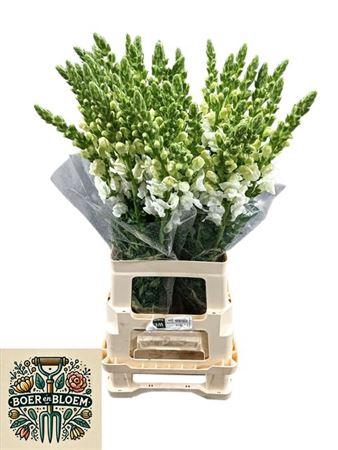 <h4>Antir Poto Earl Whit</h4>