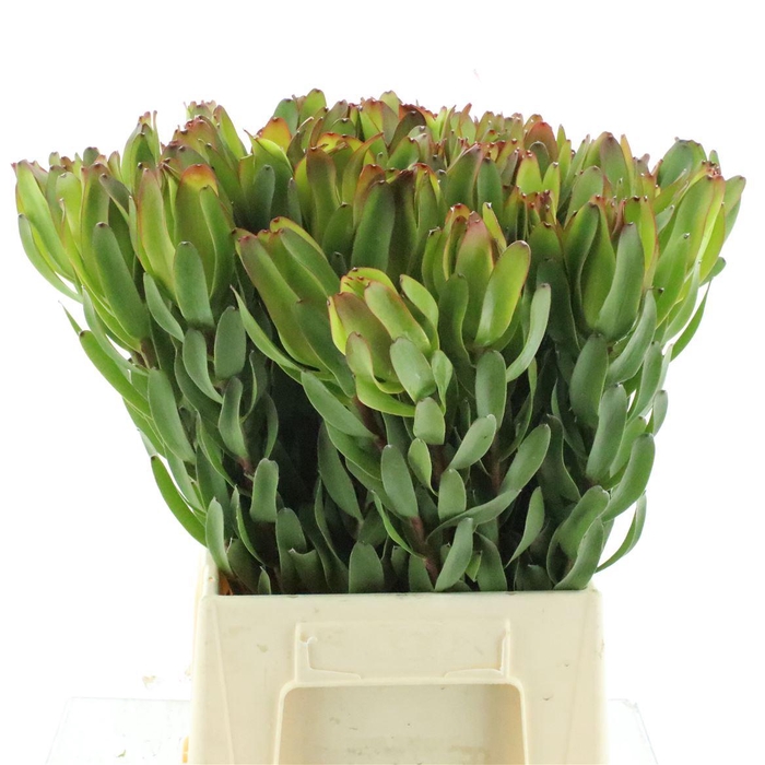 <h4>Leucad Laurel Yellow</h4>