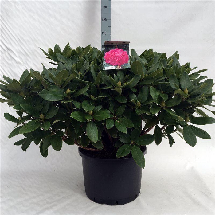 <h4>Rhodo. 'Germania' pink</h4>