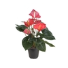 ANTHURIUM CALIFORNIA P17 ROSA