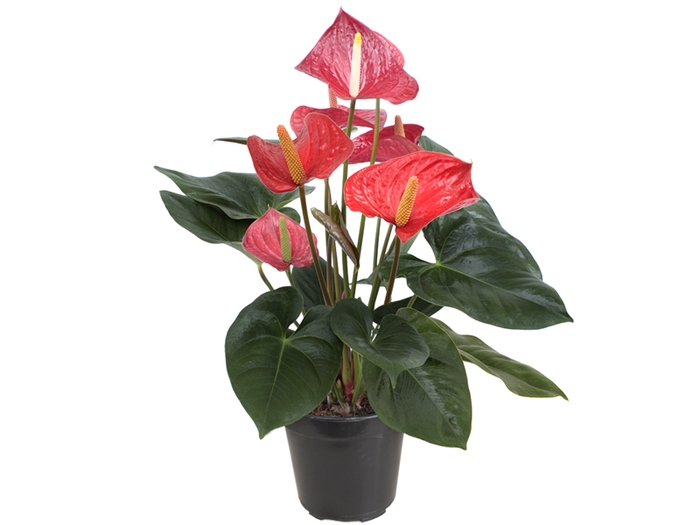 <h4>ANTHURIUM CALIFORNIA P17 ROSA</h4>