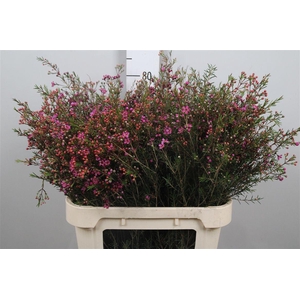 Chame Un Purple Prid