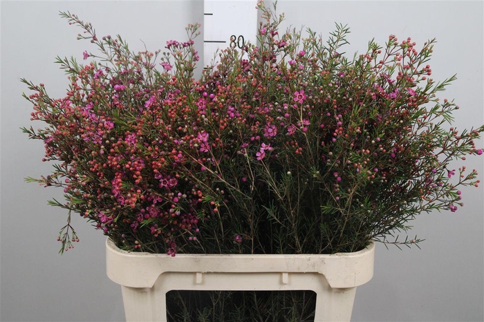 <h4>Chame Un Purple Prid</h4>