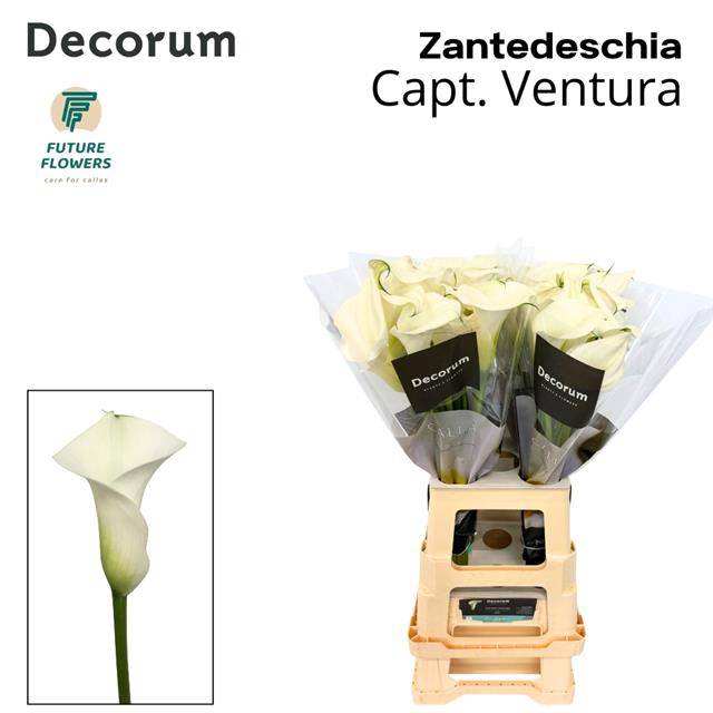 <h4>Zantedeschia captain ventura</h4>