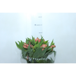 ALSTROEMERIA MILOS 080 CM