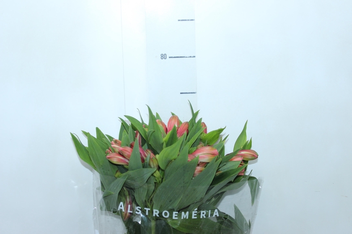 <h4>ALSTROEMERIA MILOS 080 CM</h4>