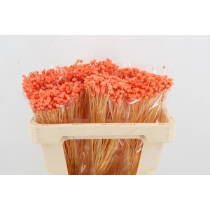 DF Berina Orange Bs