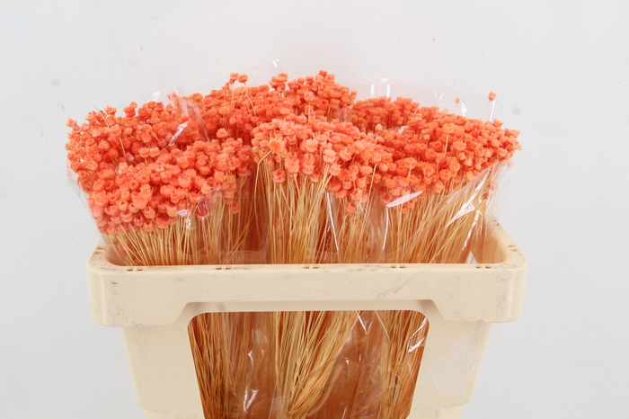 <h4>DF Berina Orange Bs</h4>