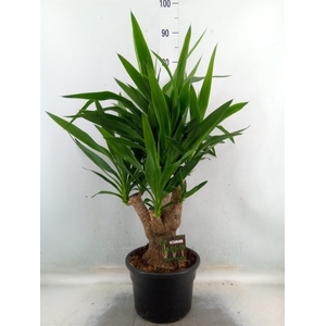 Yucca elephantipes   ...