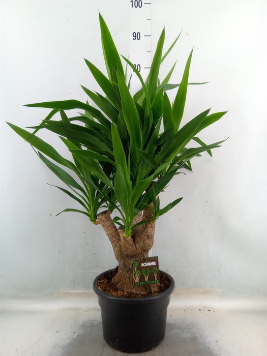 <h4>Yucca elephantipes   ...</h4>