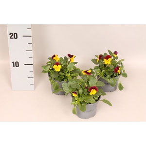 Viola cornuta F1 Yellow Burgundy jump up