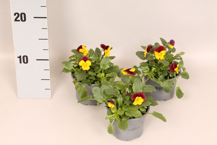 <h4>Viola cornuta F1 Yellow Burgundy jump up</h4>