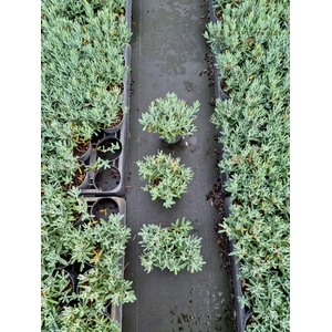 Andromeda polifolia p9,5