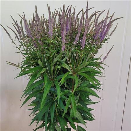 <h4>Veronicastrum Vi Fascination</h4>