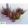 CALLU BL S TRI ME GP