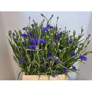Centaurea Cyanus Bl