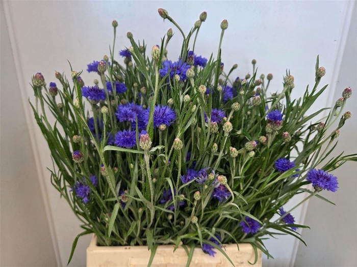 <h4>Centaurea Cyanus Bl</h4>