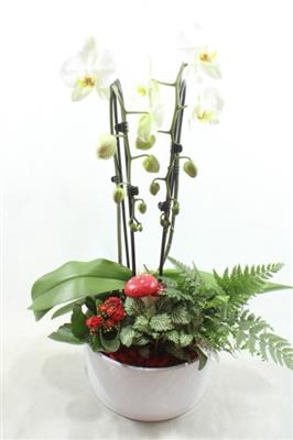 <h4>1010 RED IZABELLE</h4>