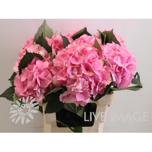 Hydrangea royal love
